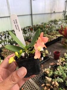 Ceratosiella LOC Hello Kitty