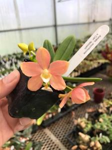 Ceratosiella LOC Hello Kitty