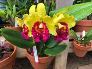 Rhyncholaeliocattleya Sunnystate's Spring Dawn