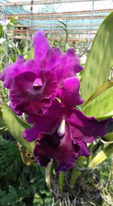 Rhyncholaeliocattleya Shinfong Beauty