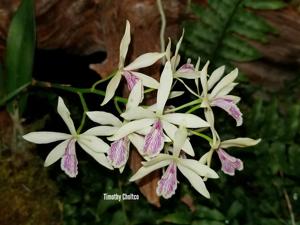 Guaricyclia Kyoguchi