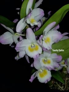 Dendrobium Fancy Angel