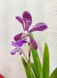 Vandachostylis Tien-Cheng Blueberry
