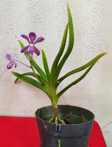 Vandachostylis Tien-Cheng Blueberry
