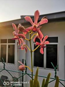 <i>Aranda</i> Peter Ewart