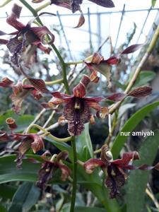 Dendrobium Tristar Purple Curls