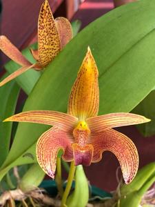 Bulbophyllum Jim McGoogan