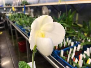 Paphiopedilum delenatii-ang-thong