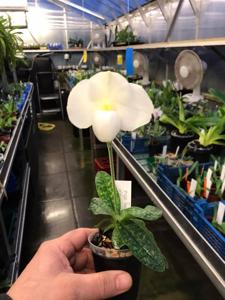 Paphiopedilum delenatii-ang-thong