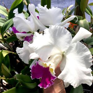 Cattleya Nancie Thomas