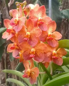 Vanda Fulford's Gold