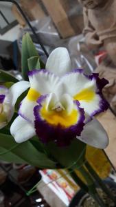 Rhyncattleanthe Shinfong Little Cat