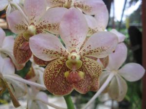 Vanda Kupperi