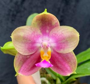 <i>Phalaenopsis</i> Pylo's Sweet Memory