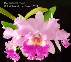 Rhyncholaeliocattleya Princess Paula