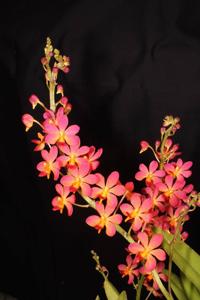 Vandaenopsis Pulcherrimin