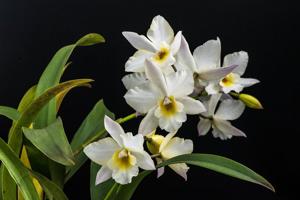 Jackfowlieara Appleblossom