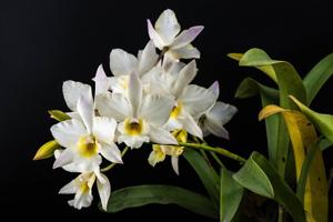 Jackfowlieara Appleblossom