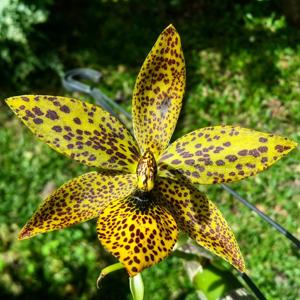 Cycnodes Troublemaker