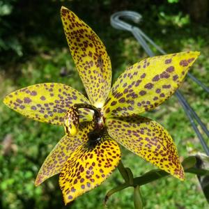 Cycnodes Troublemaker