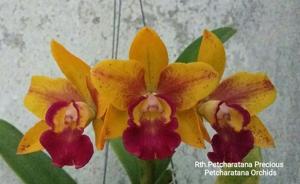 <i>Rhyncattleanthe</i> Petcharatana Precious