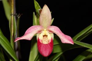 Phragmipedium Wössner Pink