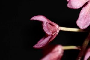 Sarcochilus Snowtime