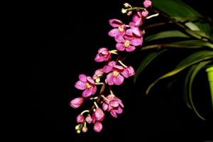 <i>Sarcochilus</i> Snowtime