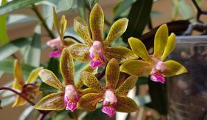 Phalaenopsis Lea Mini