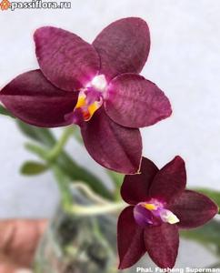 <i>Phalaenopsis</i> Fusheng's Super Man