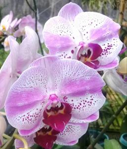 <i>Phalaenopsis</i> Hsinying Hanabi