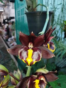 Catasetum Jumbo Pearl