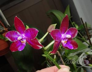 Phalaenopsis Yaphon Luedde-Star