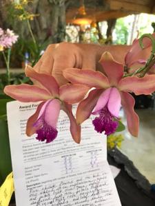 Warnerara Melida Demorizi