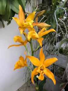 Warnerara Melida Demorizi