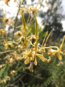 Dendrobium Nicha Natron
