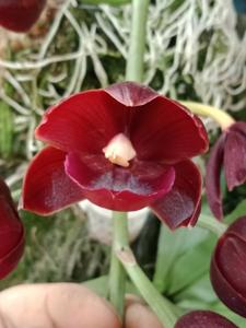 Cyclodes Jumbo Rosy
