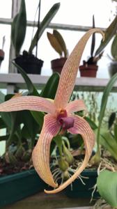 Bulbophyllum Tonya Jacobs