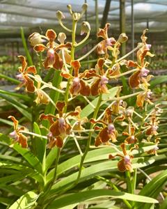 Vanda Wee Kim Lian