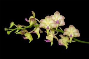 Aeridovanda lawrenceae-Chao Praya Emerald