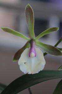 Epicatcyclia Robsan