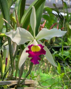 Brassocattleya tuberculata-Stephen Oliver Fouraker