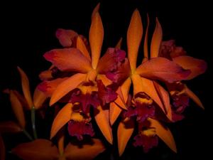 Cattlianthe Fire Dance