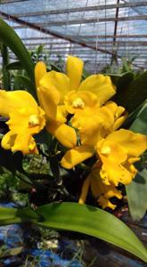 <i>Rhyncholaeliocattleya</i> Kerball Malki