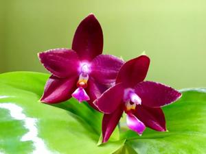 Phalaenopsis Mituo Gelb Eagle