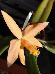 Cattleya neokautskyi-jongheana
