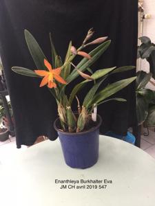 Enanthleya Burkhalter's Eva
