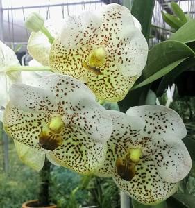 Vanda Muang Thong-Suksamran Spots