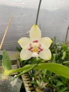 Phalaenopsis Yaphon Gelacea