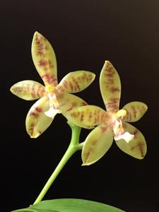 Phalaenopsis Corona